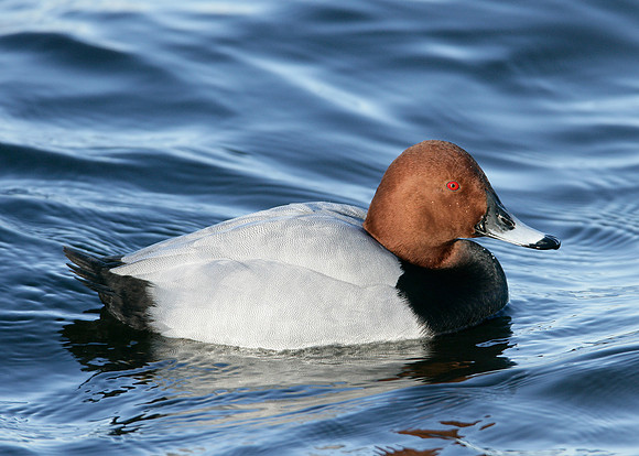 Pochard Aythya ferina