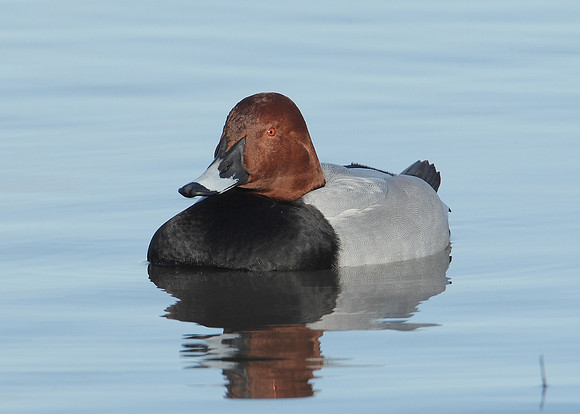 Pochard Aythya ferina