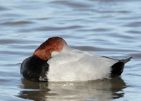 Pochard Aythya ferina