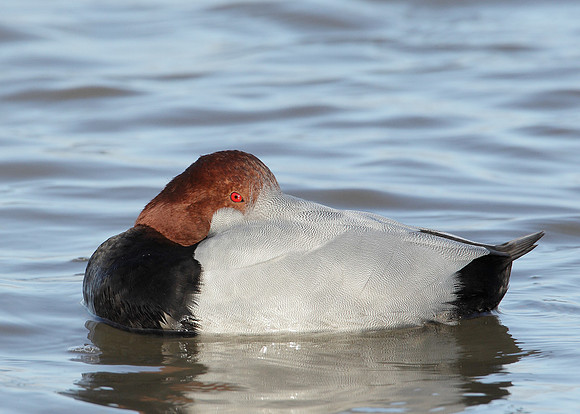 Pochard Aythya ferina