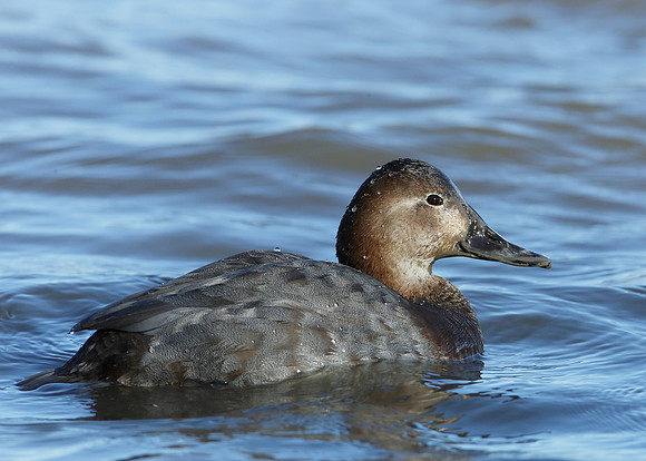 Pochard Aythya ferina