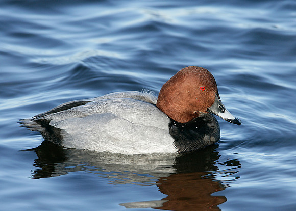 Pochard Aythya ferina