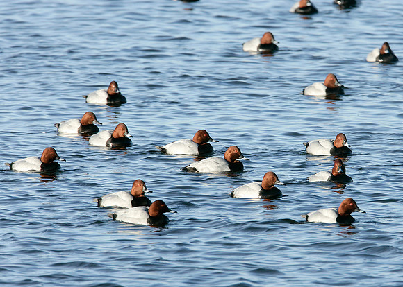 Pochard Aythya ferina