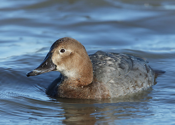 Pochard Aythya ferina
