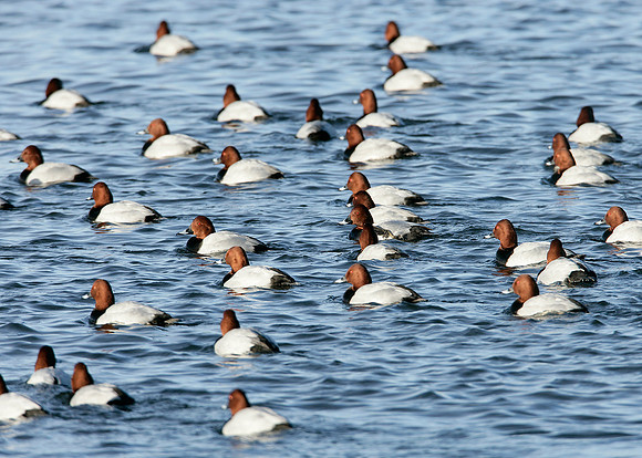 Pochard Aythya ferina