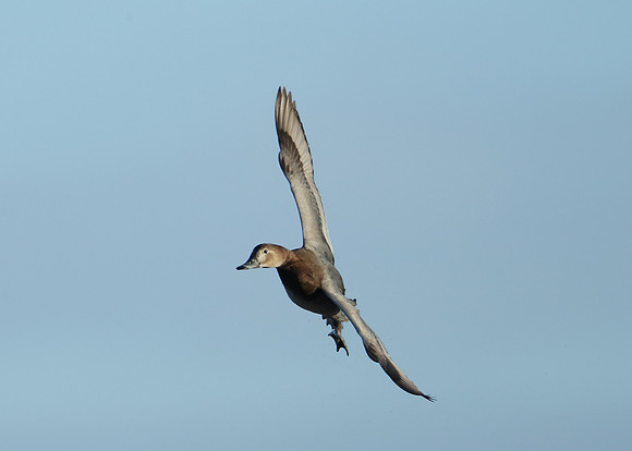 Pochard Aythya ferina