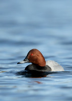 Pochard  Aythya ferina