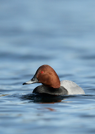 Pochard  Aythya ferina
