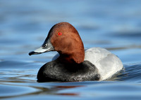 Pochard Aythya ferina