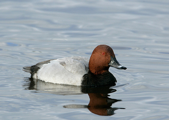 Pochard Aythya ferina
