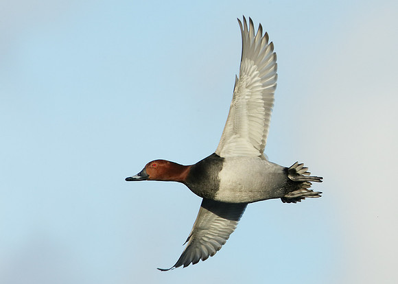 Pochard Aythya ferina