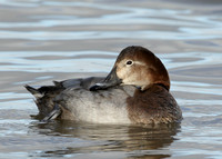 Pochard Aythya ferina