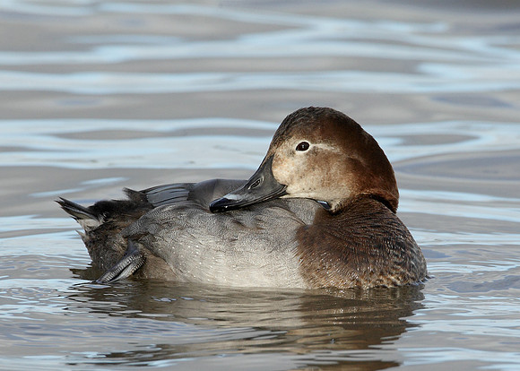 Pochard Aythya ferina