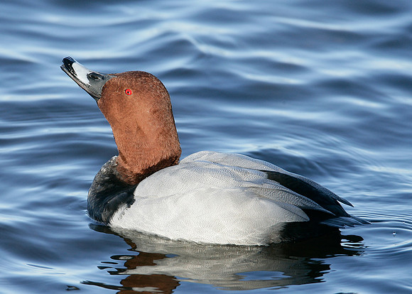 Pochard Aythya ferina
