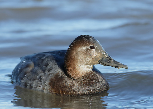 Pochard Aythya ferina
