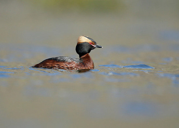 Slavonian Grebe Podiceps auritus