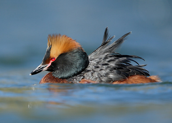 Slavonian Grebe Podiceps auritus