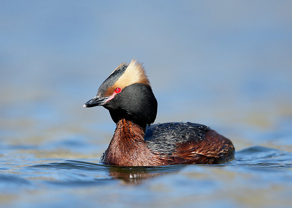 Slavonian Grebe Podiceps auritus
