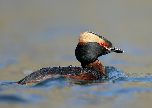 Slavonian Grebe Podiceps auritus