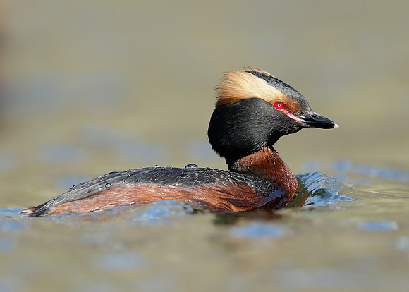Slavonian Grebe Podiceps auritus