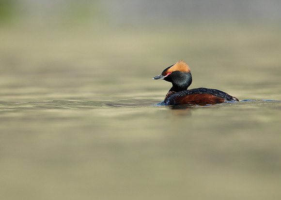 Slavonian Grebe Podiceps auritus
