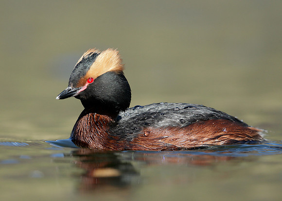 Slavonian Grebe Podiceps auritus
