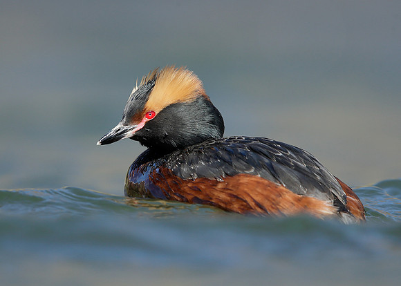 Slavonian Grebe Podiceps auritus