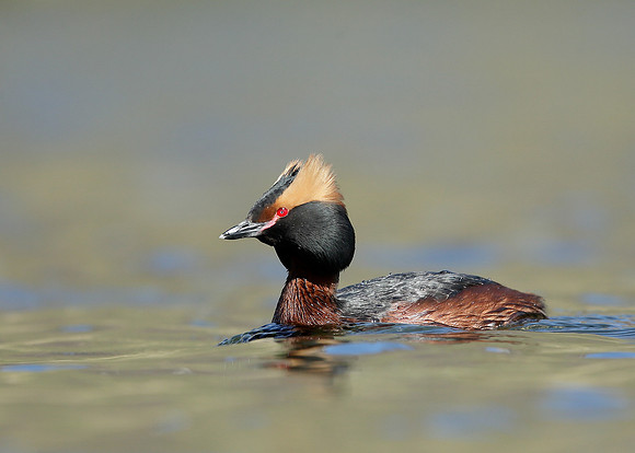 Slavonian Grebe Podiceps auritus