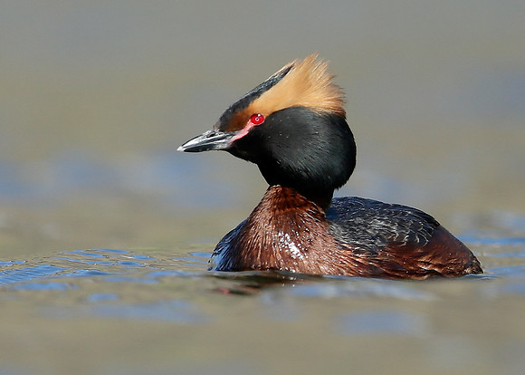Slavonian Grebe Podiceps auritus