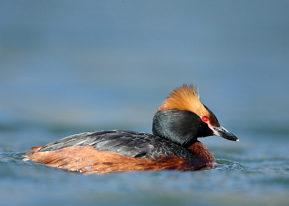 Slavonian Grebe Podiceps auritus
