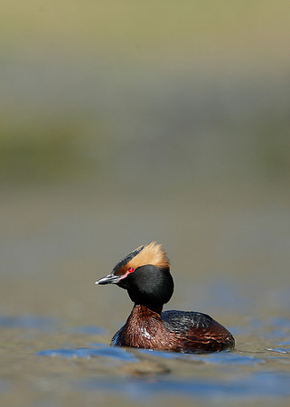 Slavonian Grebe Podiceps auritus
