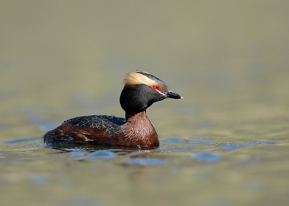 Slavonian Grebe Podiceps auritus