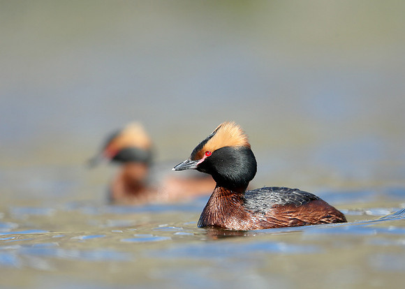 Slavonian Grebe Podiceps auritus