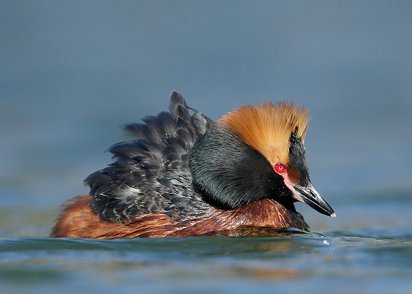 Slavonian Grebe Podiceps auritus
