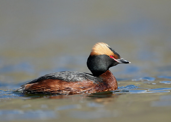Slavonian Grebe Podiceps auritus