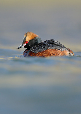 Slavonian Grebe Podiceps auritus