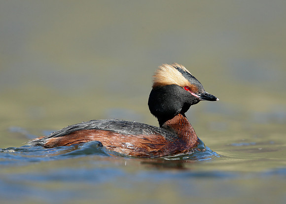 Slavonian Grebe Podiceps auritus