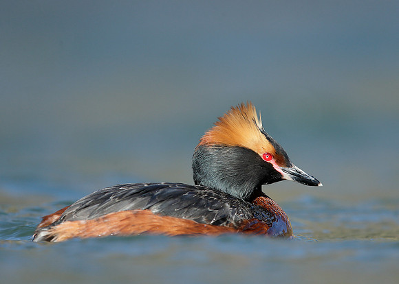 Slavonian Grebe Podiceps auritus