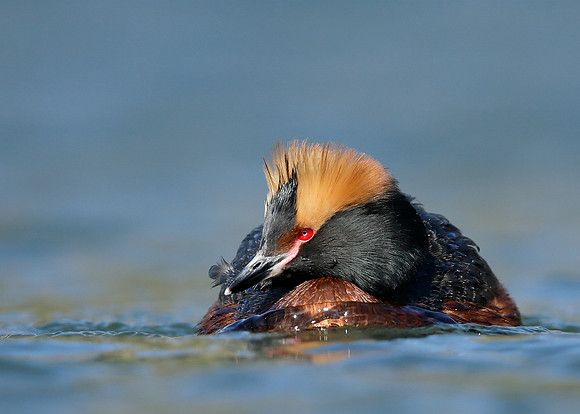 Slavonian Grebe Podiceps auritus