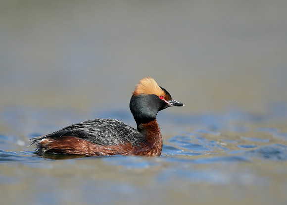 Slavonian Grebe Podiceps auritus
