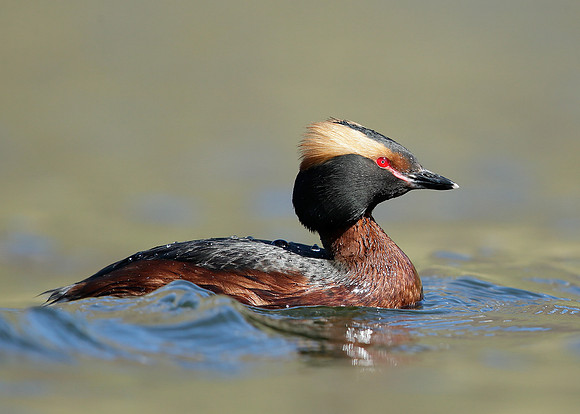 Slavonian Grebe Podiceps auritus