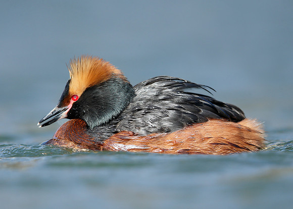 Slavonian Grebe Podiceps auritus