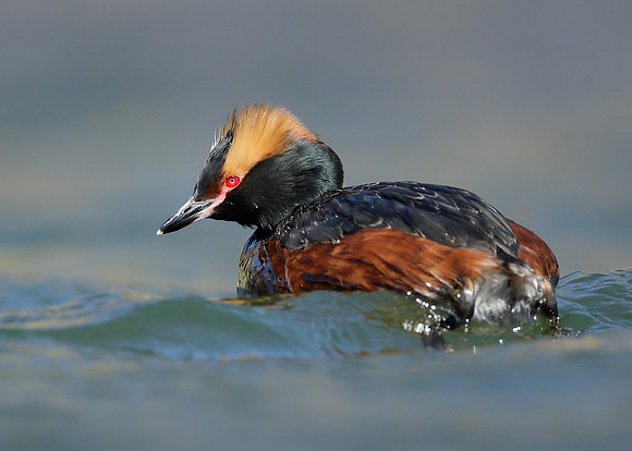 Slavonian Grebe Podiceps auritus