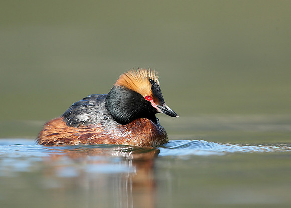 Slavonian Grebe Podiceps auritus