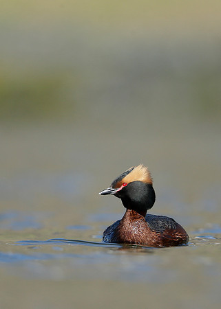 Slavonian Grebe Podiceps auritus