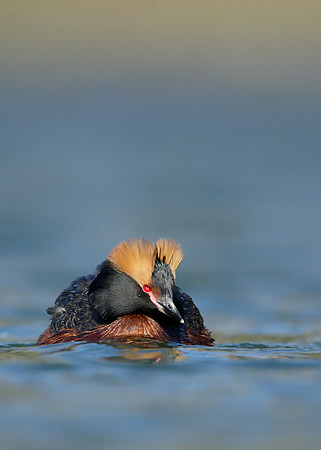 Slavonian Grebe Podiceps auritus