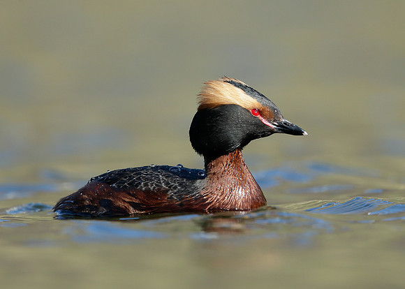 Slavonian Grebe Podiceps auritus