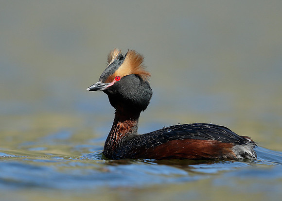 Slavonian Grebe Podiceps auritus