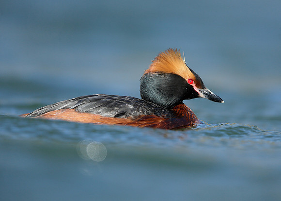 Slavonian Grebe Podiceps auritus
