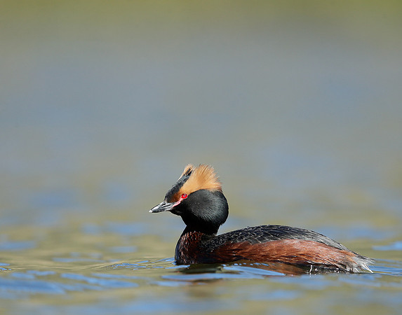 Slavonian Grebe Podiceps auritus